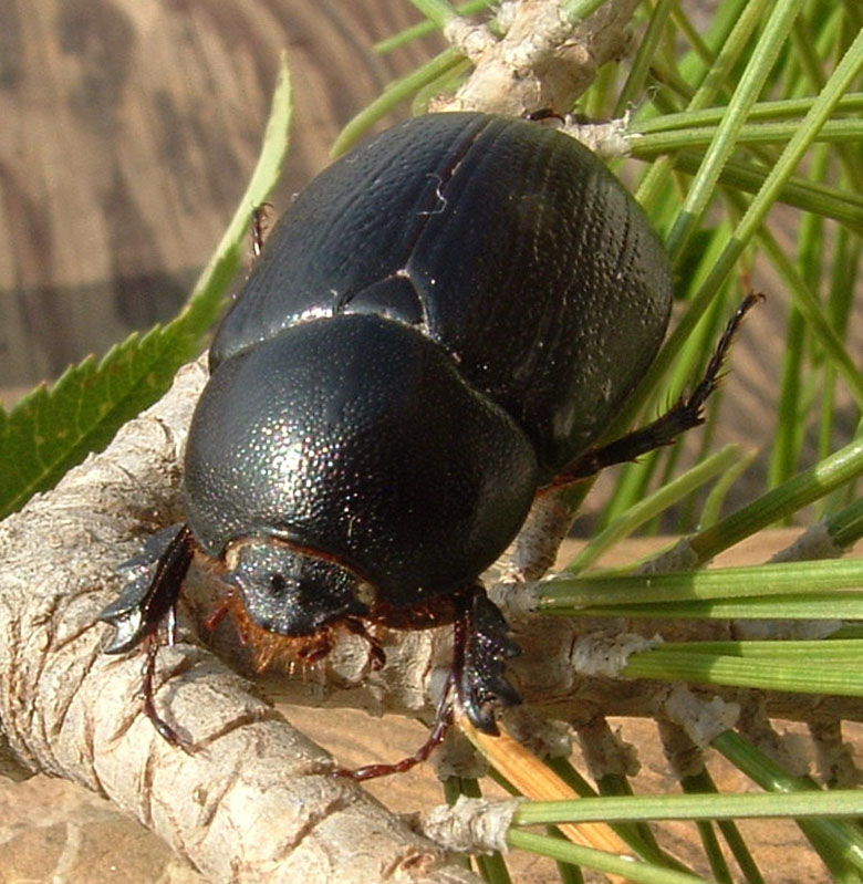 Pentodon bidens punctatus